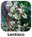 Lentisco